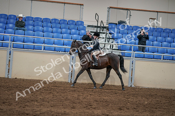 2020 - AB Morgan Horse - Sun, Sept 06 - 07829