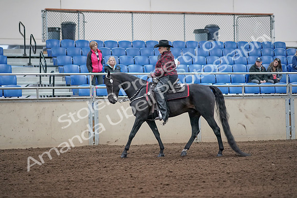 2019 Morgan Horse Show - Aug 31, 2019 - 10556