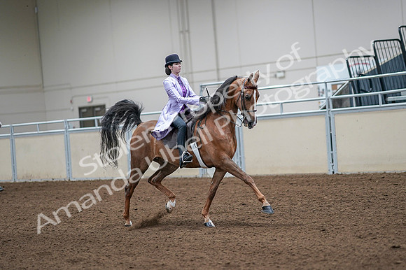 2020 - AB Morgan Horse - Fri, Sept 04 - 05165