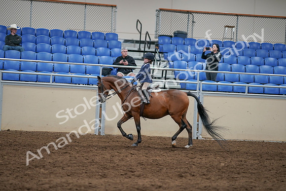 2020 - AB Morgan Horse - Sun, Sept 06 - 07842