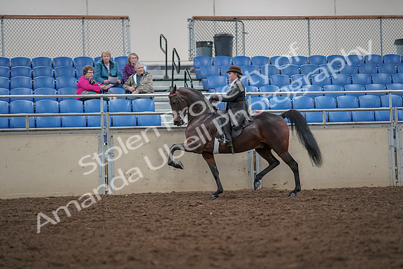 2019 Morgan Horse Show - Aug 30, 2019 - 27949