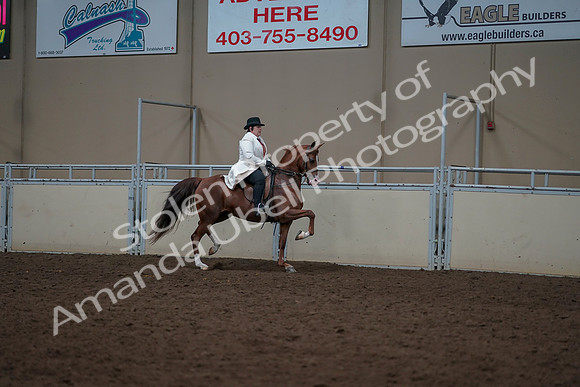 2019 Morgan Horse Show - Aug 31, 2019 - 17930