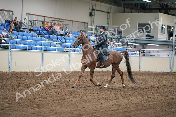 2020 - AB Morgan Horse - Fri, Sept 04 - 07917