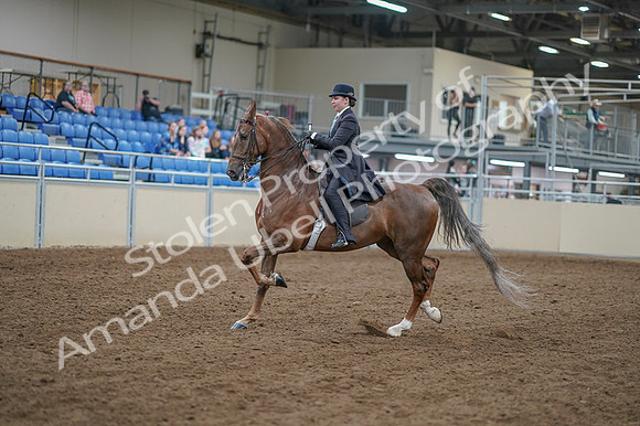 2020 - AB Morgan Horse - Fri, Sept 04 - 11287
