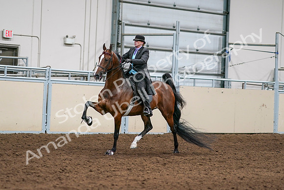 2020 - AB Morgan Horse - Sat, Sept 05 - 12976