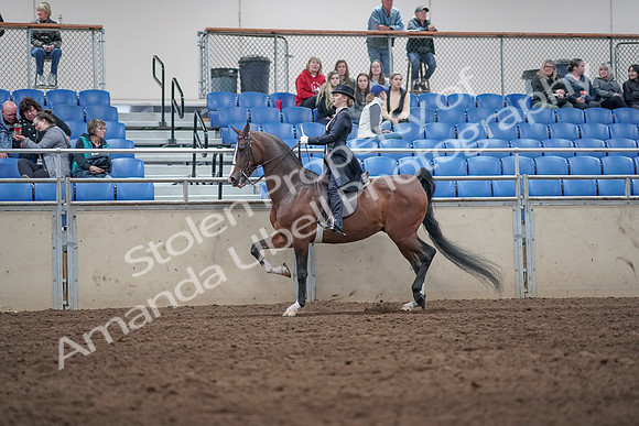 2019 Morgan Horse Show - Aug 31, 2019 - 20488