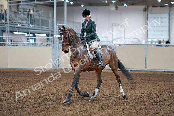 2020 - AB Morgan Horse - Fri, Sept 04 - 01487