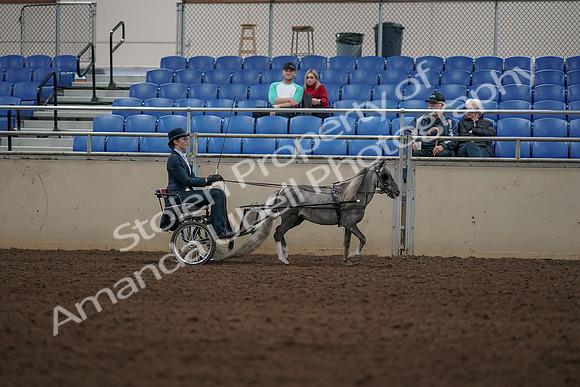2019 Morgan Horse Show - Aug 31, 2019 - 04417