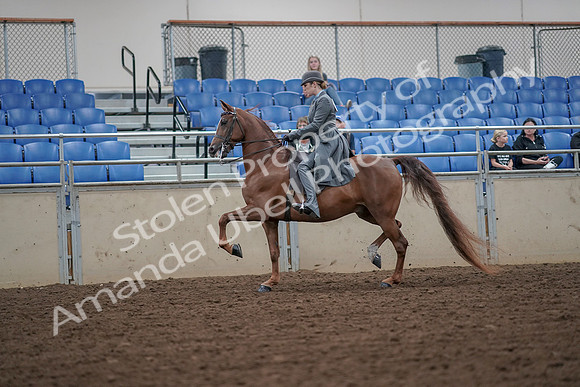 2019 Morgan Horse Show - Aug 30, 2019 - 15462