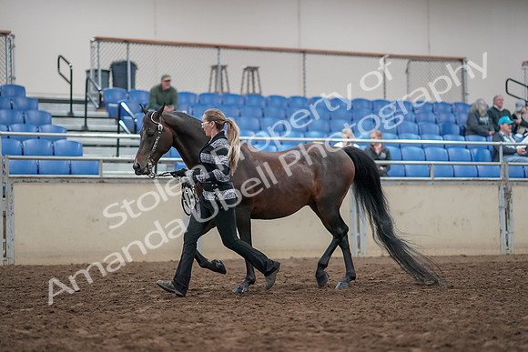 2019 Morgan Horse Show - Aug 31, 2019 - 03665