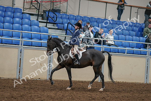 2020 - AB Morgan Horse - Sun, Sept 06 - 07936