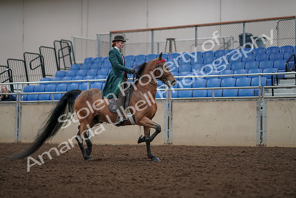 2019 Morgan Horse Show - Aug 30, 2019 - 28244
