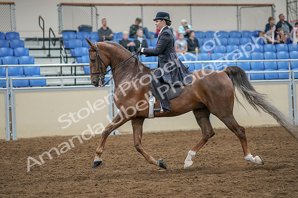 2020 - AB Morgan Horse - Fri, Sept 04 - 11106