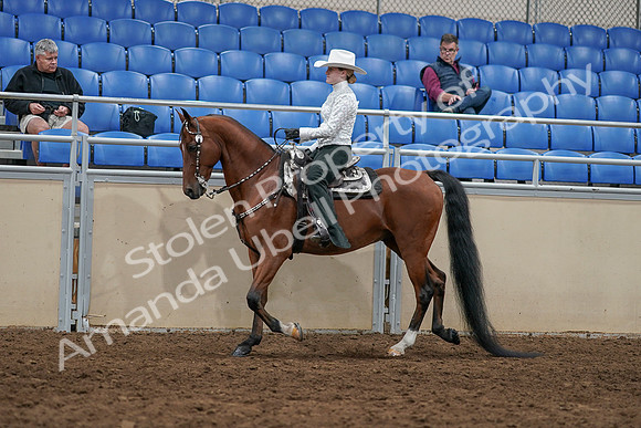 2020 - AB Morgan Horse - Sun, Sept 06 - 07471