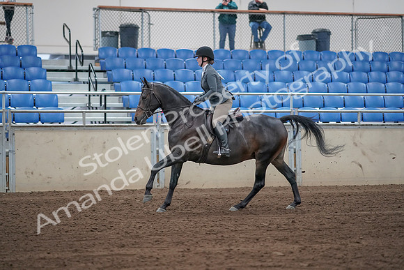 2019 Morgan Horse Show - Sept 01, 2019 - 10994