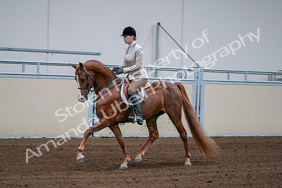 2020 - AB Morgan Horse - Fri, Sept 04 - 01629