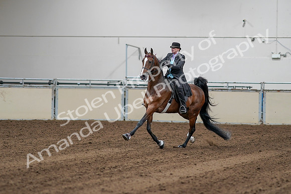 2020 - AB Morgan Horse - Sat, Sept 05 - 13135