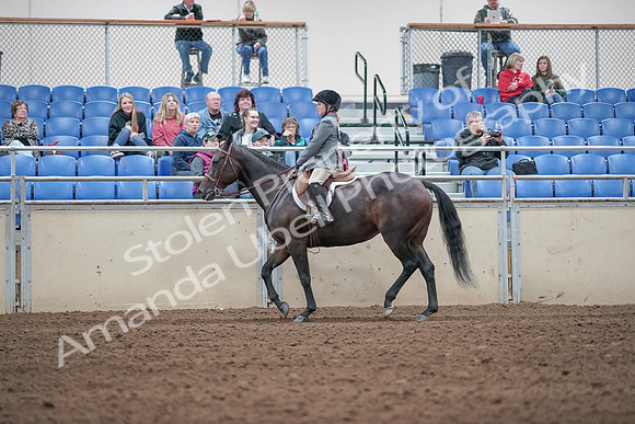 2019 Morgan Horse Show - Aug 31, 2019 - 19459