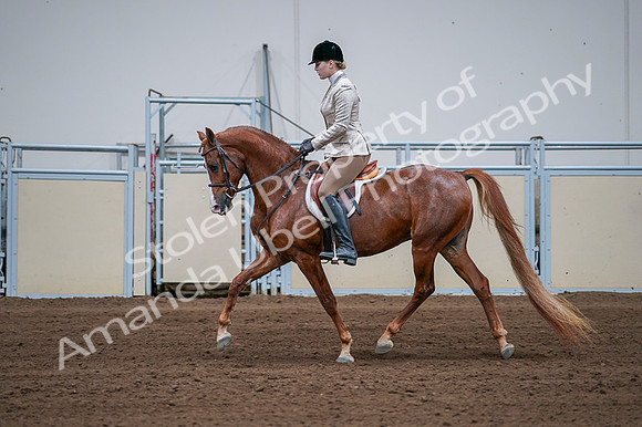 2020 - AB Morgan Horse - Fri, Sept 04 - 01648