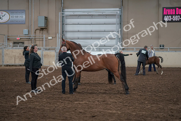 2019 Morgan Horse Show - Aug 31, 2019 - 00874