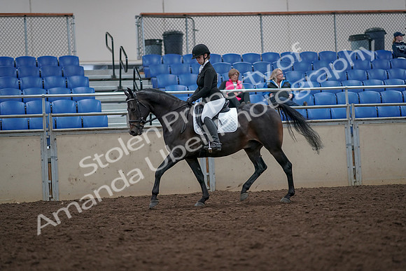 2019 Morgan Horse Show - Aug 31, 2019 - 16595