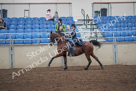 2019 Morgan Horse Show - Aug 31, 2019 - 09493