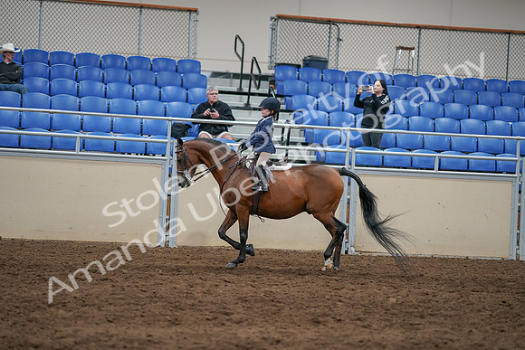 2020 - AB Morgan Horse - Sun, Sept 06 - 07841