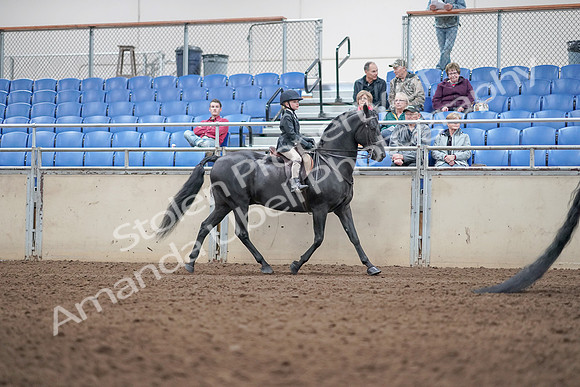 2019 Morgan Horse Show - Aug 31, 2019 - 19628
