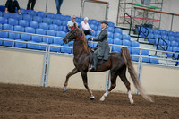 2020 - AB Morgan Horse - Sat, Sept 05 - 06687
