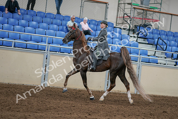 2020 - AB Morgan Horse - Sat, Sept 05 - 06687