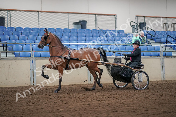 2019 Morgan Horse Show - Aug 30, 2019 - 13187