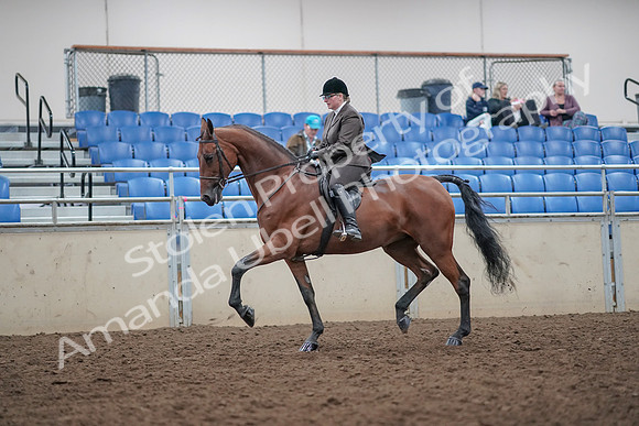 2019 Morgan Horse Show - Aug 31, 2019 - 14844