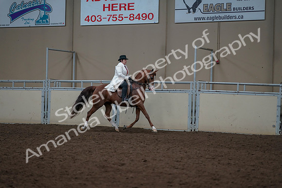 2019 Morgan Horse Show - Aug 31, 2019 - 17933