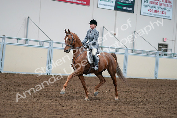 2020 - AB Morgan Horse - Sat, Sept 05 - 03268