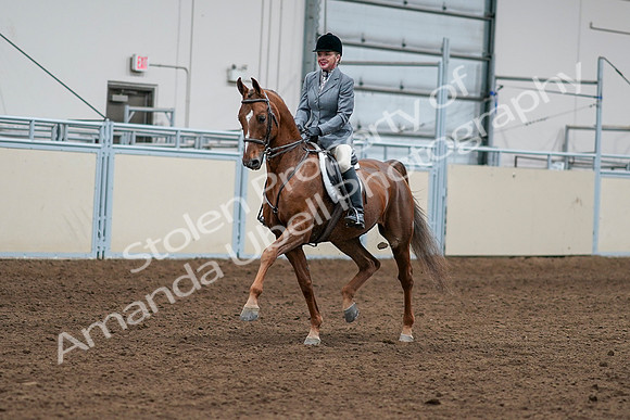 2020 - AB Morgan Horse - Sat, Sept 05 - 03247