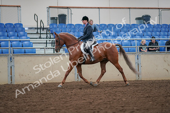 2019 Morgan Horse Show - Aug 30, 2019 - 16184