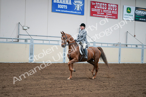 2020 - AB Morgan Horse - Sat, Sept 05 - 03278