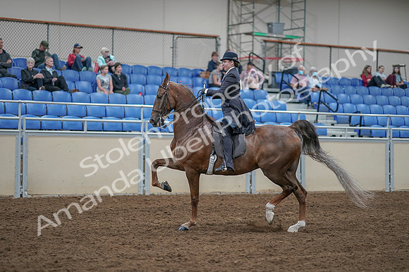 2020 - AB Morgan Horse - Fri, Sept 04 - 11302