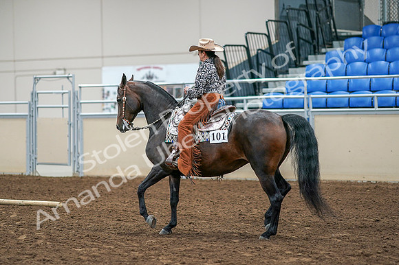 2020 - AB Morgan Horse - Fri, Sept 04 - 00090