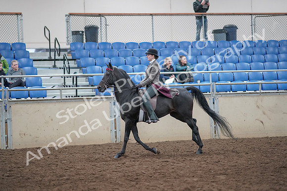 2019 Morgan Horse Show - Aug 31, 2019 - 09477