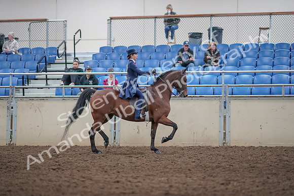 2019 Morgan Horse Show - Aug 31, 2019 - 09580