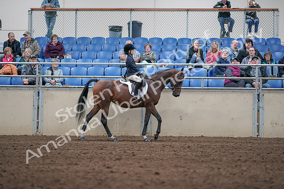 2019 Morgan Horse Show - Aug 31, 2019 - 19560