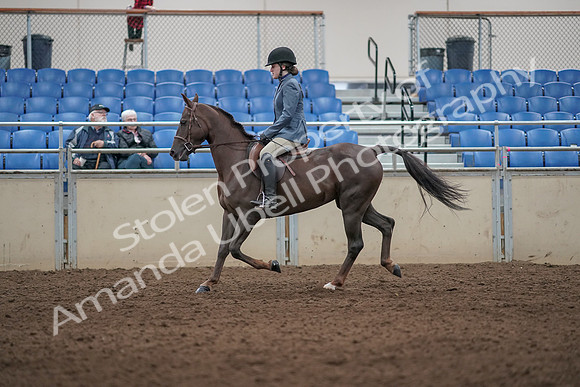 2019 Morgan Horse Show - Aug 31, 2019 - 07299