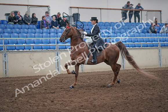 2019 Morgan Horse Show - Aug 31, 2019 - 20350