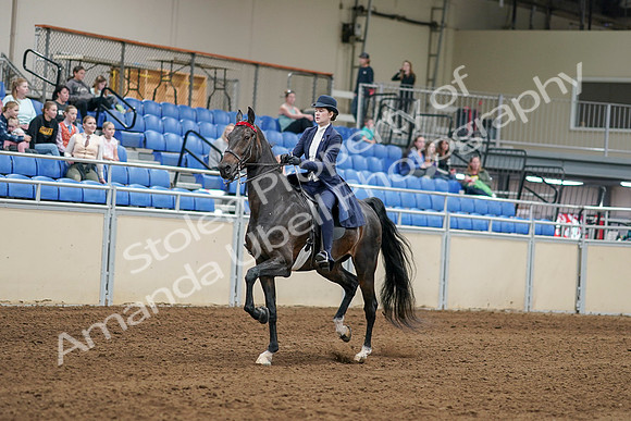 2020 - AB Morgan Horse - Sat, Sept 05 - 06256