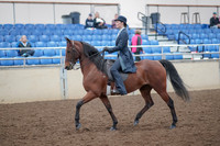 2019 Morgan Horse Show - Aug 31, 2019 - 18016