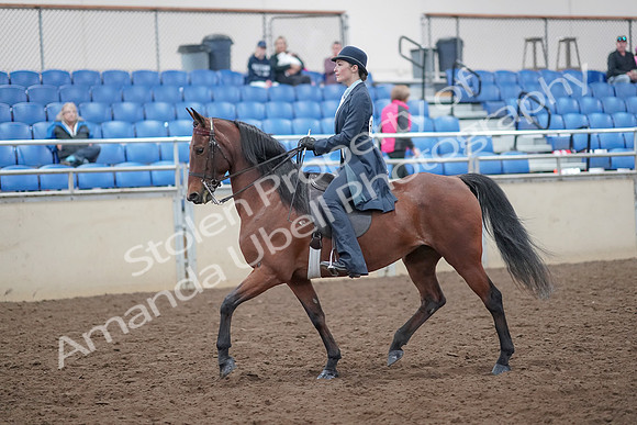 2019 Morgan Horse Show - Aug 31, 2019 - 18016