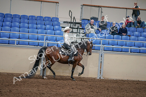 2020 - AB Morgan Horse - Fri, Sept 04 - 08458