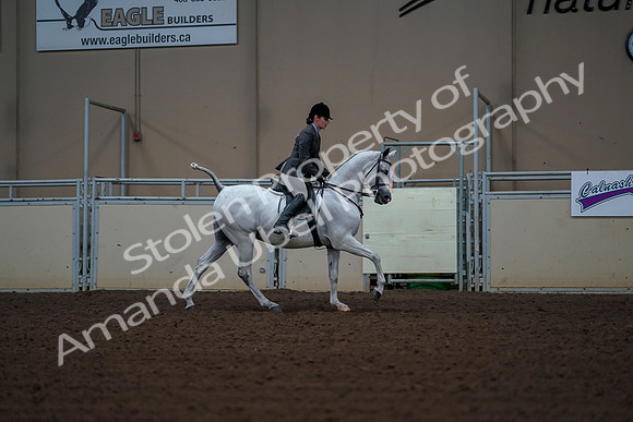 2019 Morgan Horse Show - Aug 30, 2019 - 17624