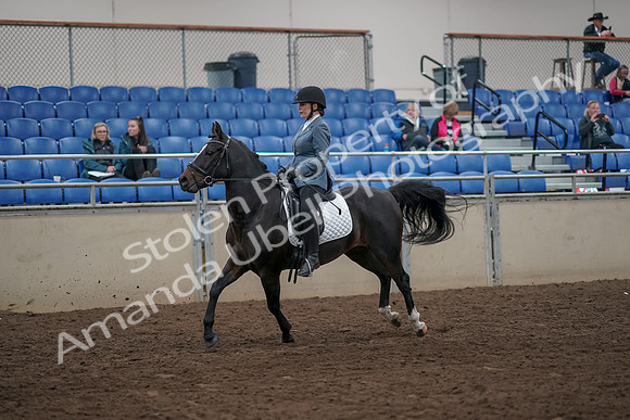 2019 Morgan Horse Show - Aug 31, 2019 - 07306